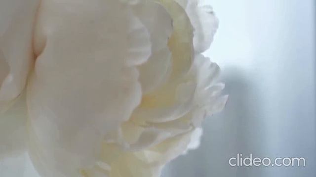 Белые Цветы.