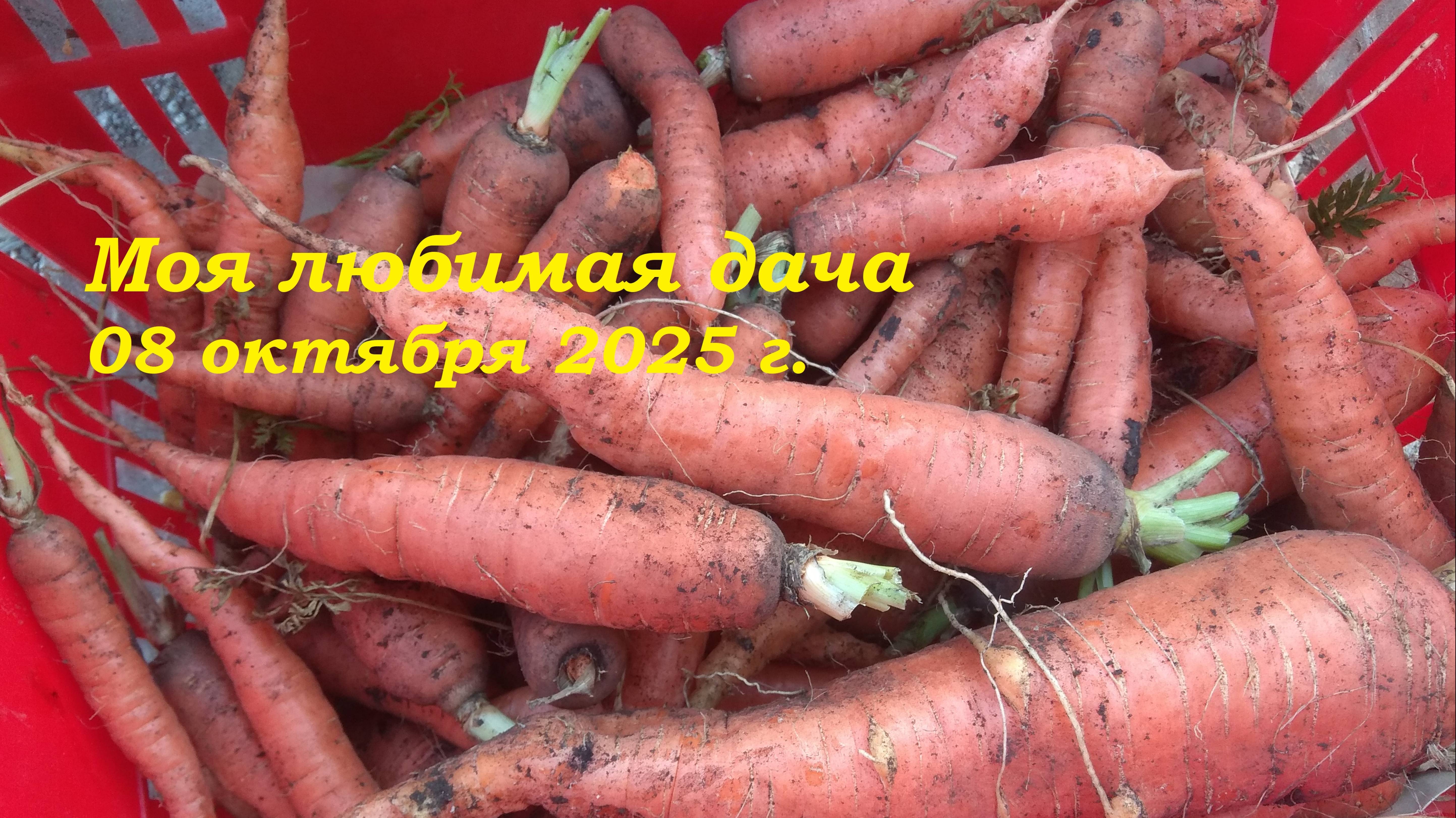 08.10.2025 _ Моя любимая дача