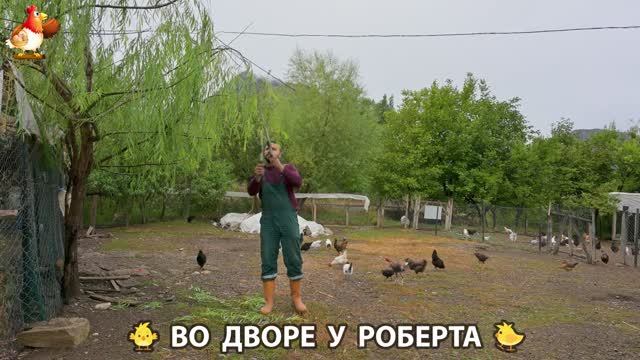 Содержание кур в домашних условиях и других птиц во дворе у Роберта 🐣🐤🦆🐔🪿🦃 (299)