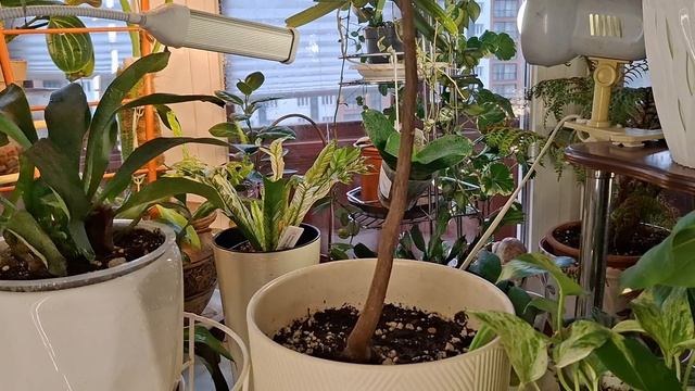 Фаленопсис с WB, новинки с монстериума.