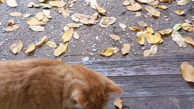 Милые котики😻🤗