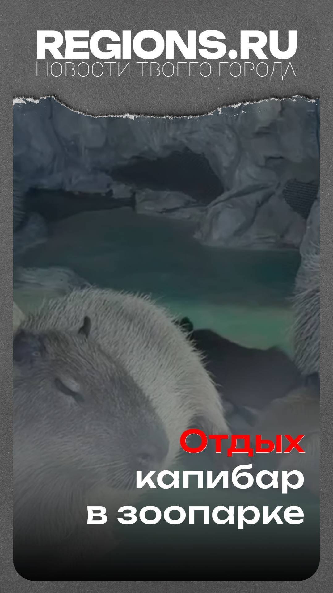Отдых капибар в зоопарке