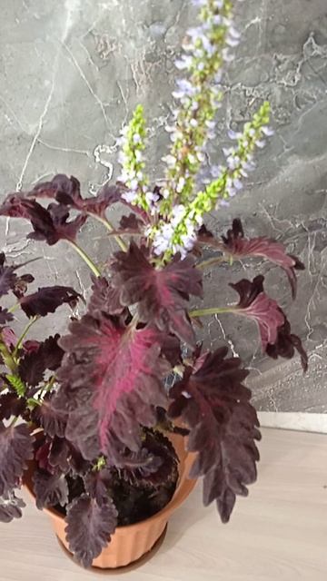 Колеус Черный дракон в октябре после клумбы