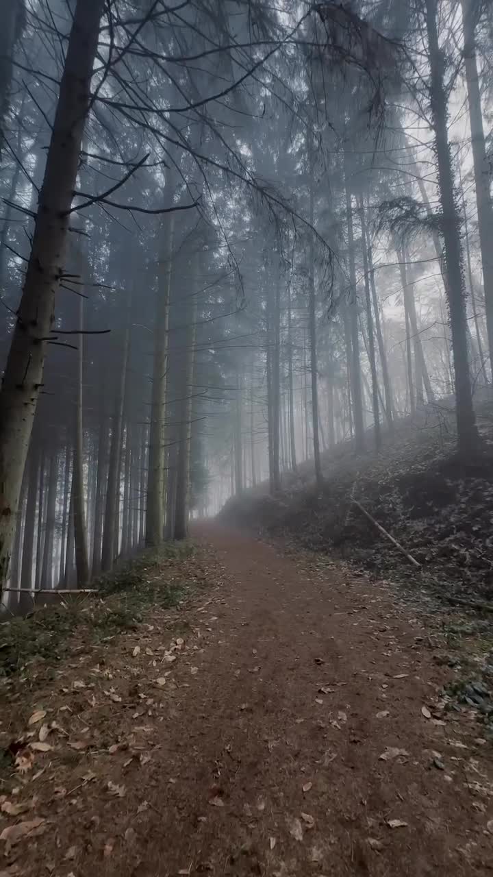 лес мрачное