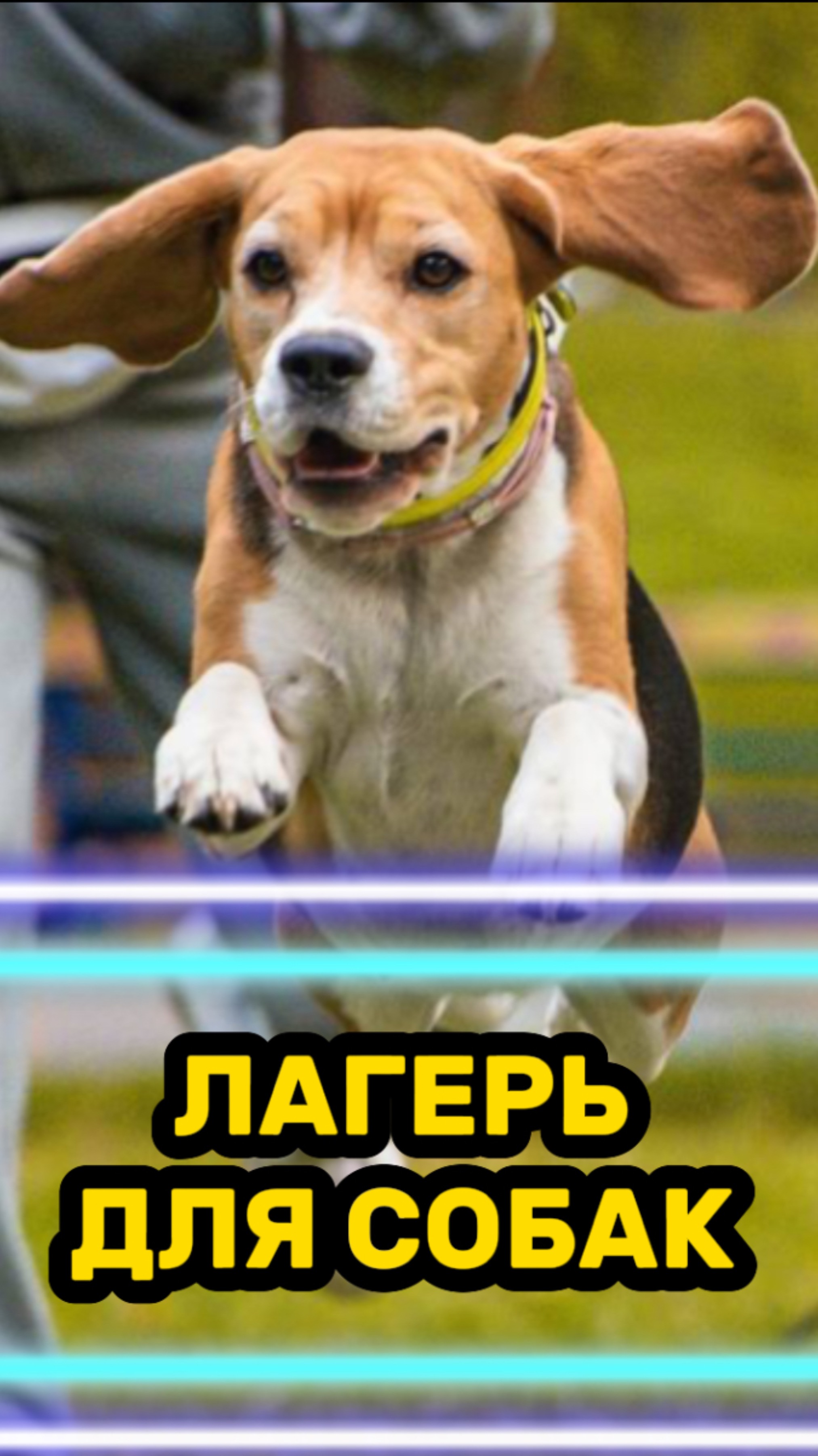 Сколько собак насчитали?