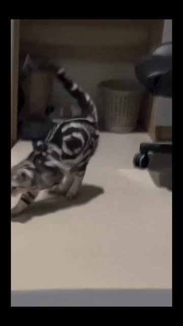 #кот #устал #животные #смех #жиза