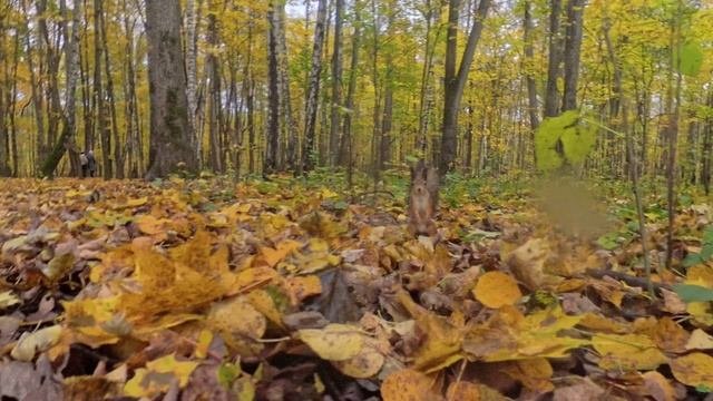 Вот такую красавицу белочку встретили в Измайловском лесопарке 12.10.25