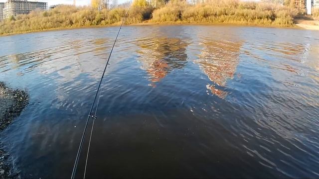 Микроджиговые окуни: стритфишинг в октябре. Испытываю Maximus Pointer-X (travel, 2.1 м., 0.8-6 гр.)