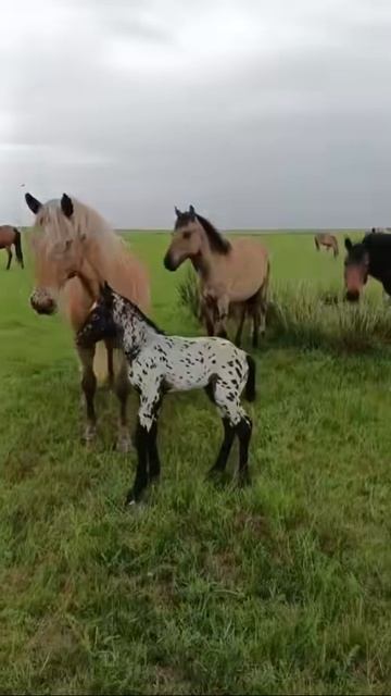 Ой вы кони мои кони!!!