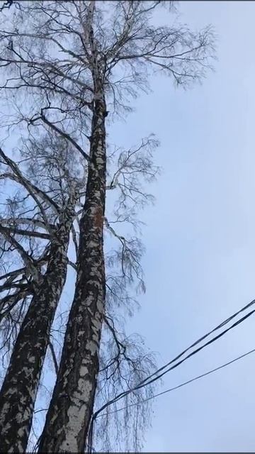 Улетели листья🍂🍃🍁🍃🍂