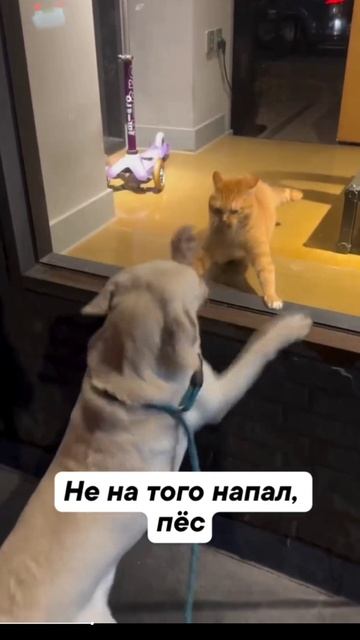 Великолепные псы 2025.
