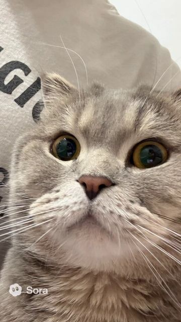 Мысли кота кот пуша корм голодный