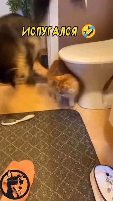 прикол юмор