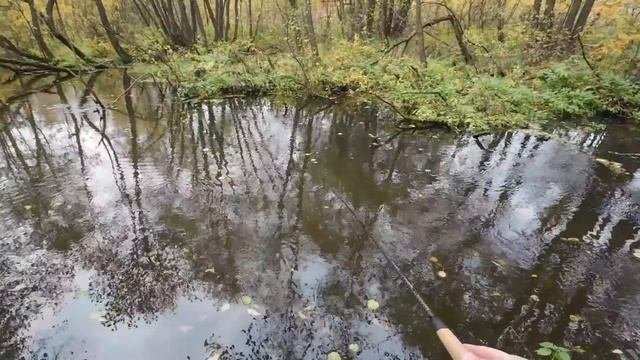 В поисках рыбы.mp4