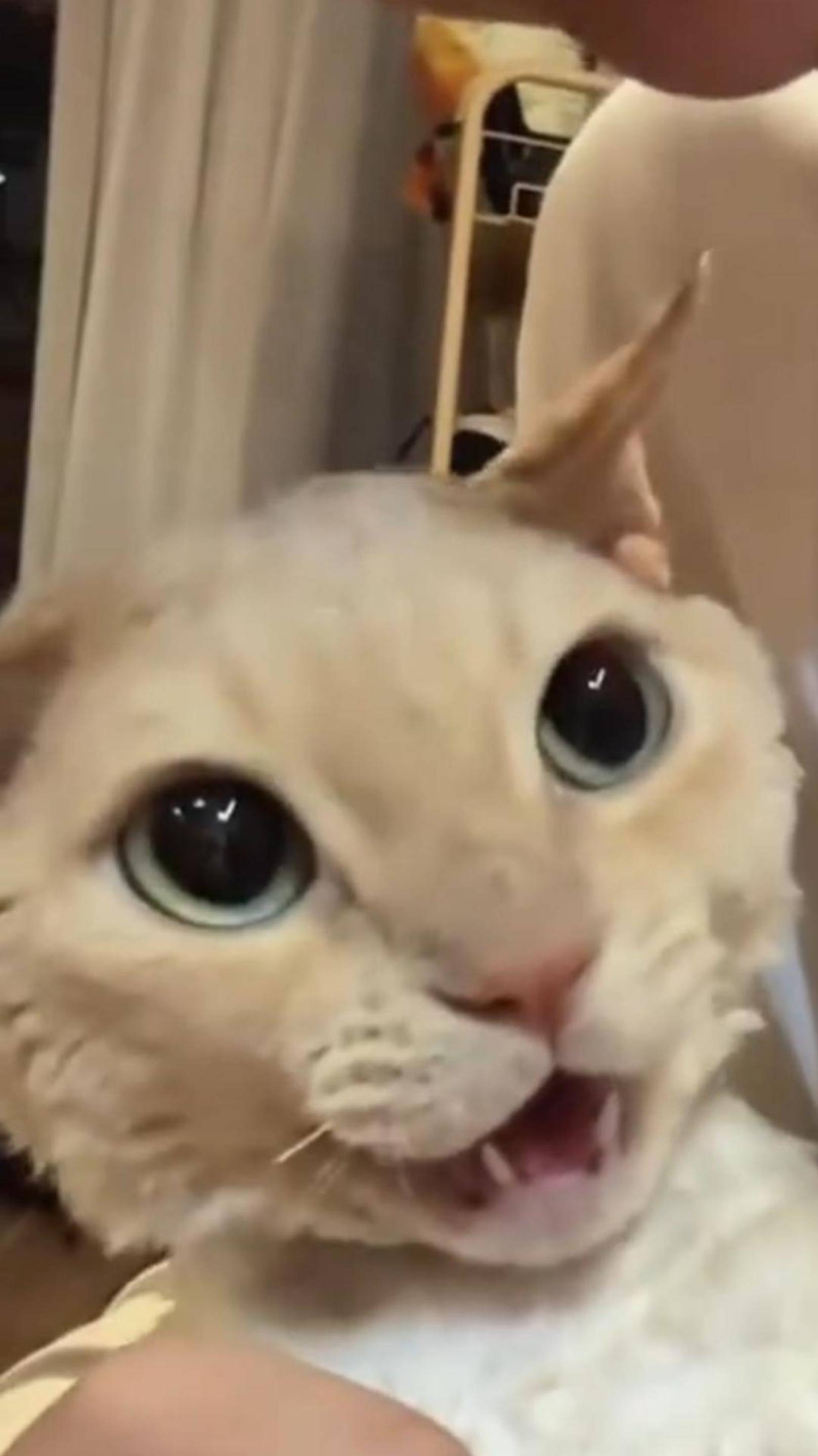 Реакция кошек на поцелуи 😽🐾