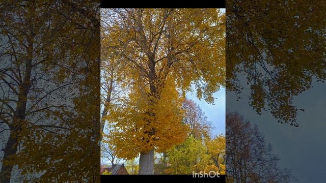 Октябрь_середина осени🧡. Осень это вторая весна, но  только вместо цветов яркие листья.🍁.mp4