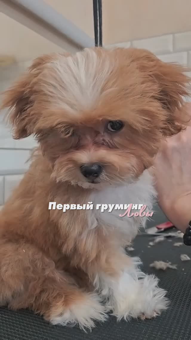 ❤️ Первый ГРУМИНГ ❤️