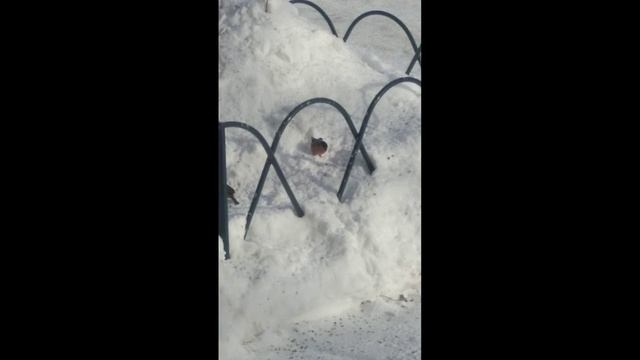 Поддержим птиц. Кормим возле дома.