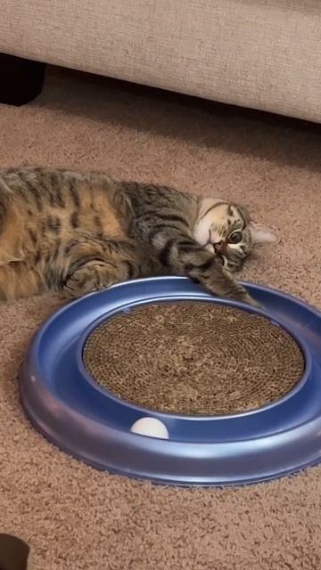 Уставший котик лежа играет с шариком