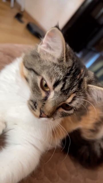 #кошечка#маленькая