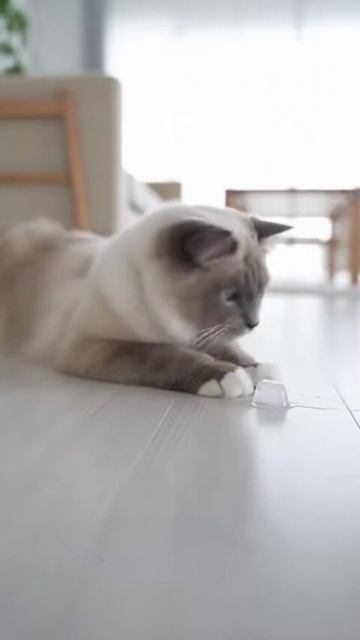 Котоигры