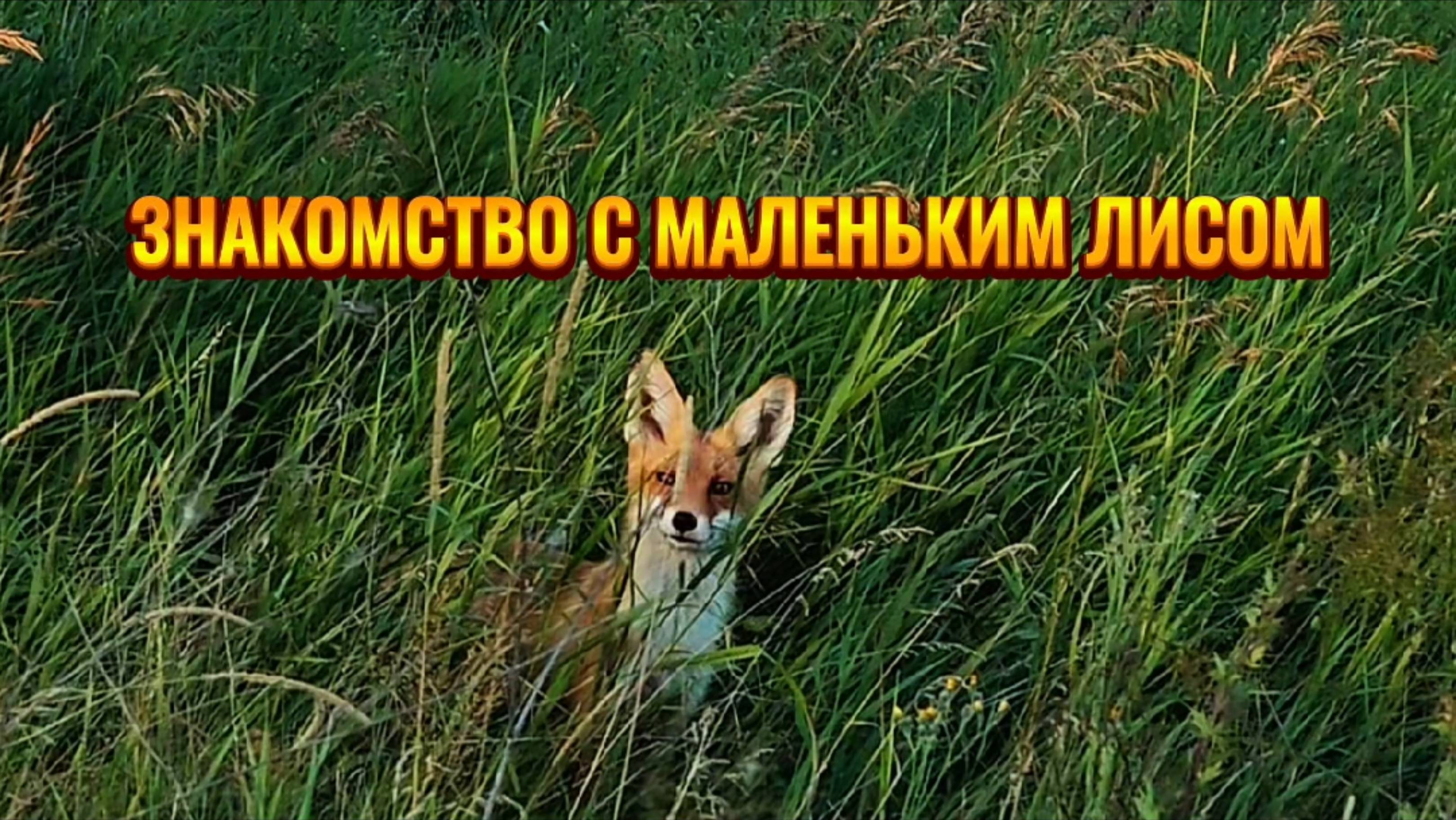 ЗНАКОМСТВО с МАЛЕНЬКИМ ЛИСОМ.