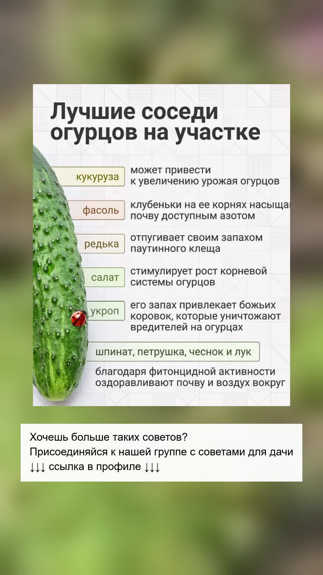 Идеальные соседи для ваших овощей