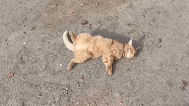 Рыжий кот с глемпинга Высокий берег