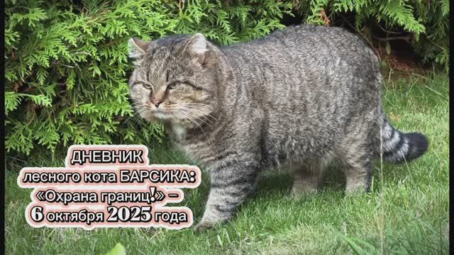 ДНЕВНИК лесного кота БАРСИКА: «Охрана границ!» - 6 октября 2025 года