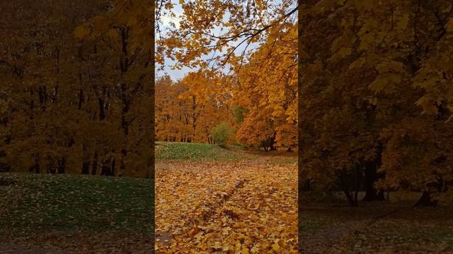 1000102115.mp4