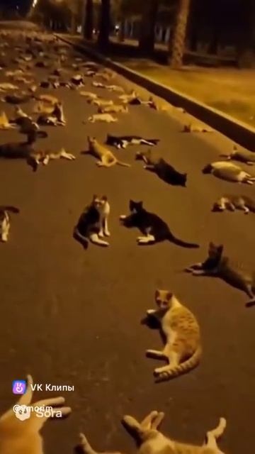 VID-20251012-WA0045(1).mp4