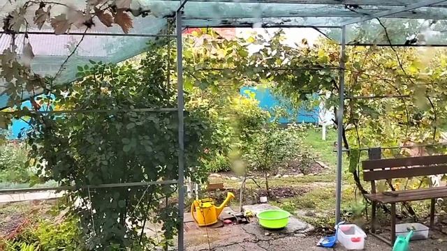 #102🌷А мне все мало/Удобрила деревья/Привезли малину /Дожди на Кубани