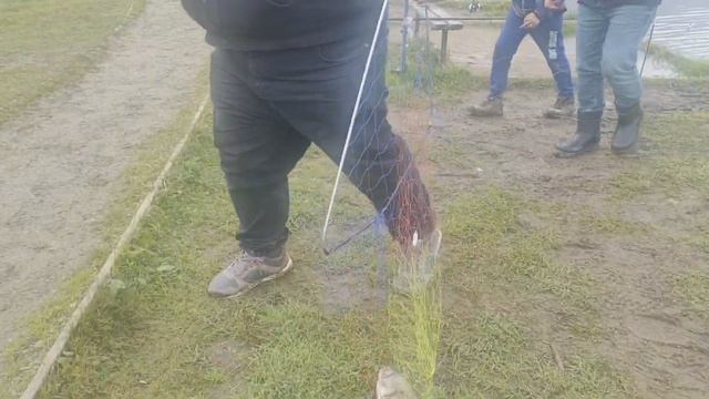 форель
