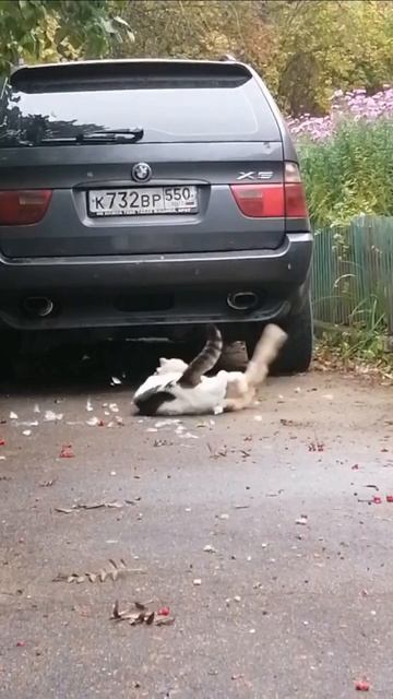 Жесткая схватка двух уличных котов.mp4
