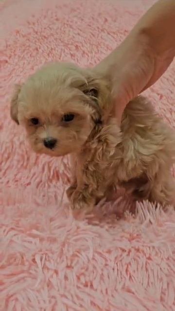 Щенок мальтипу Кай, возраст 2 месяца