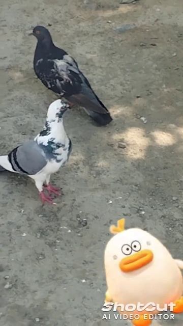 голуби