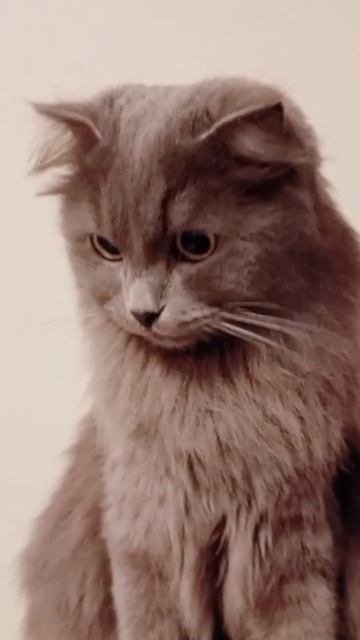 Самые красивые глаза у того ,кто смотрит с любовью 💗💗#cat
