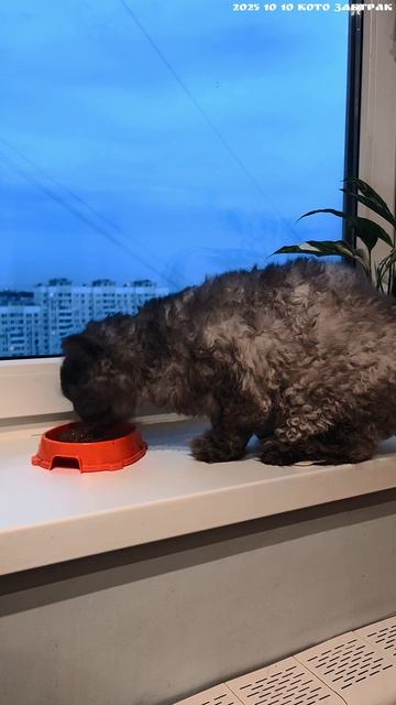 2025 10 10 КОТО ЗАВТРАК 4К.mp4