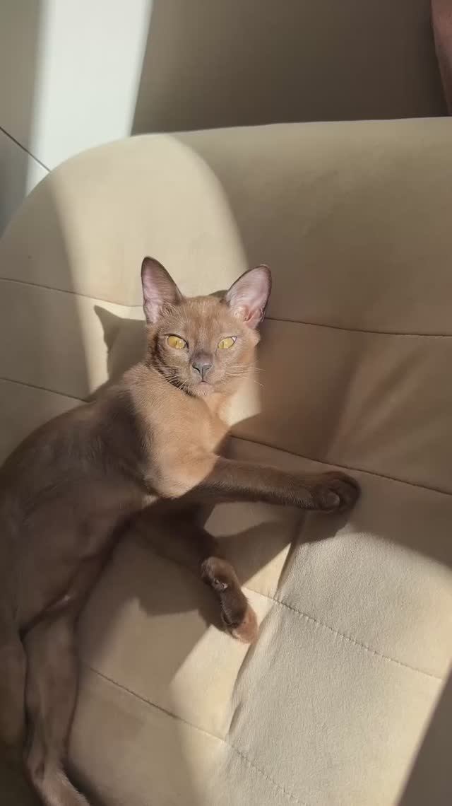 Топ вещей для бурманской кошки!