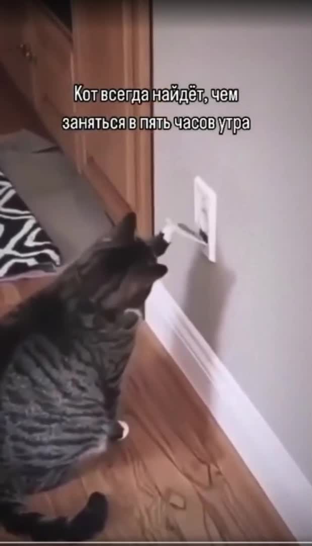 purr любовьсмешно котики вирусныемемы котопозитив catlady cathappiness милота