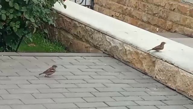 Как у людей! Опять третий лишний!?..