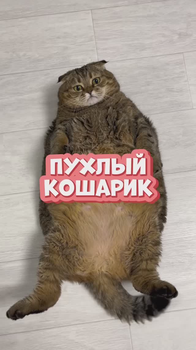 Я пухлый кошарик 😀
