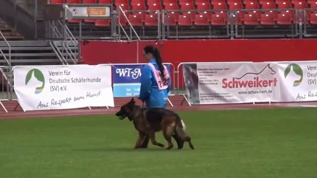 28 Отл. GAMBA v. Gebenbacher Land 2123. BZSZ 2025 немецких овчарок