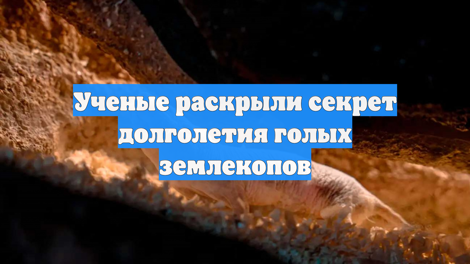 Ученые раскрыли секрет долголетия голых землекопов