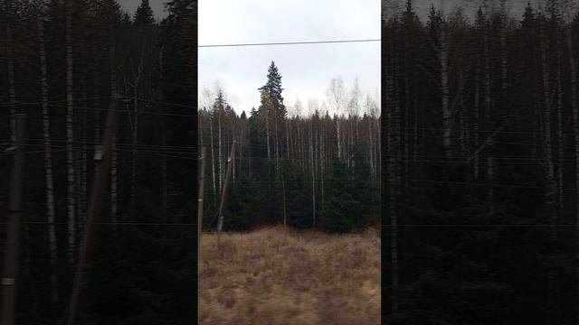 лес