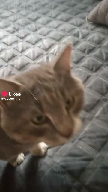Like_7560293983043652230.mp4