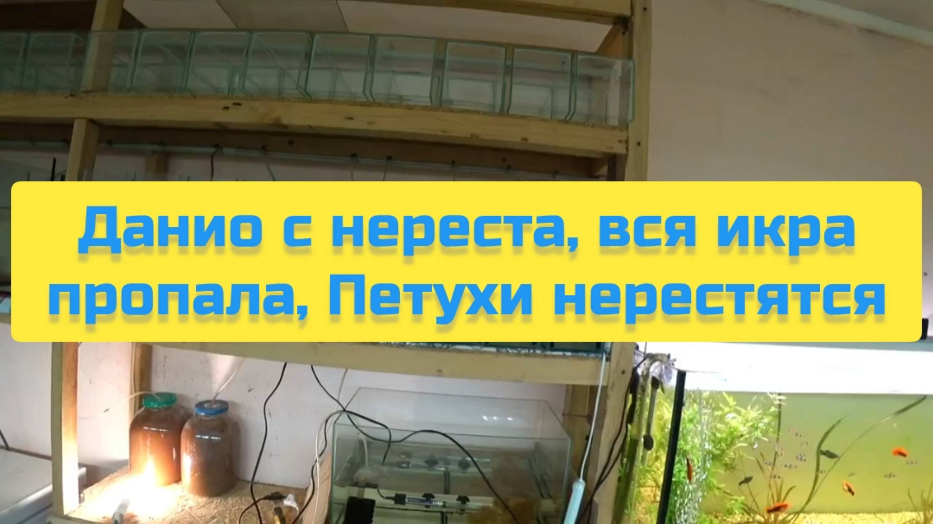 ДАНИО С НЕРЕСТА ВСЯ ИКРА ПРОПАЛА ПЕТУХИ НЕРЕСТЯТСЯ