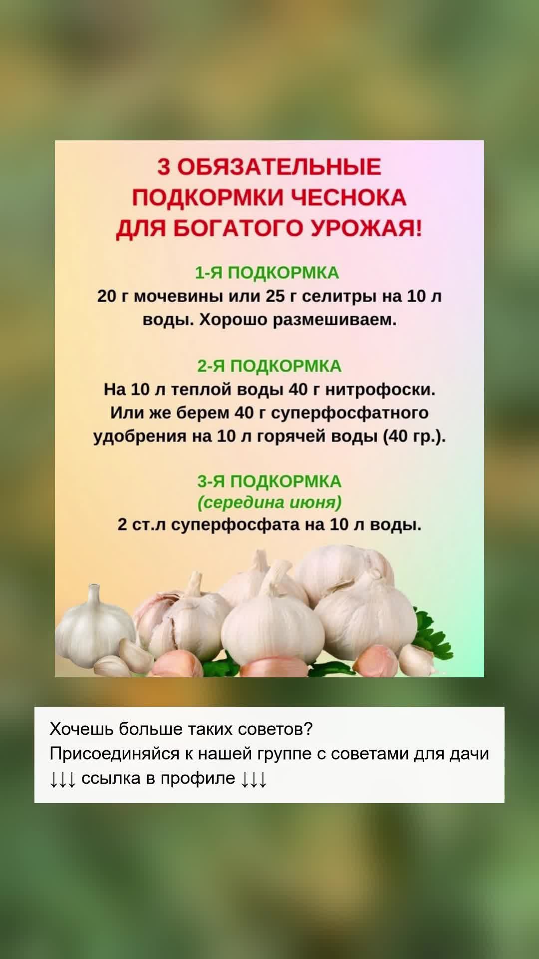 Топ-3 подкормки для обильного урожая чеснока