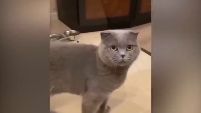 смешныкотики и собаки
