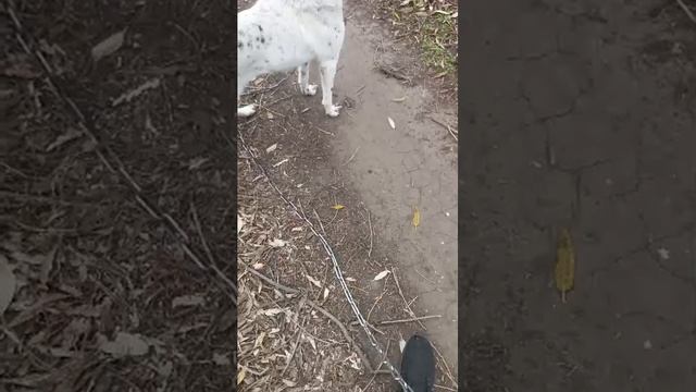я веду чужую
 собаку хозя ену